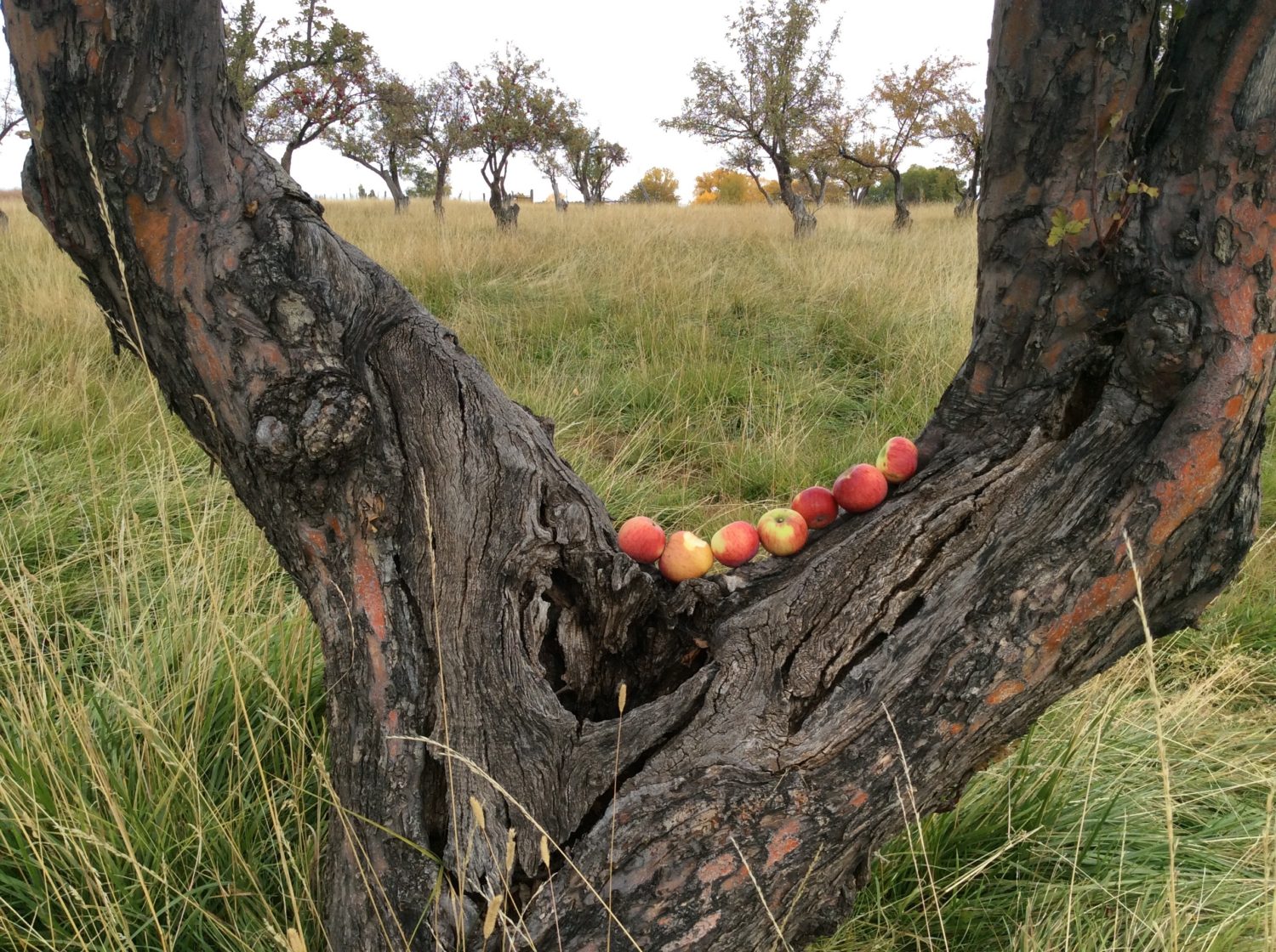 Montezuma Orchard Restoration Project – Keeping Colorado 