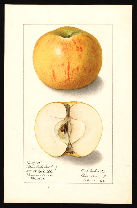 Bramley photo credits: USDA Pomological Watercolor Collection Bramley