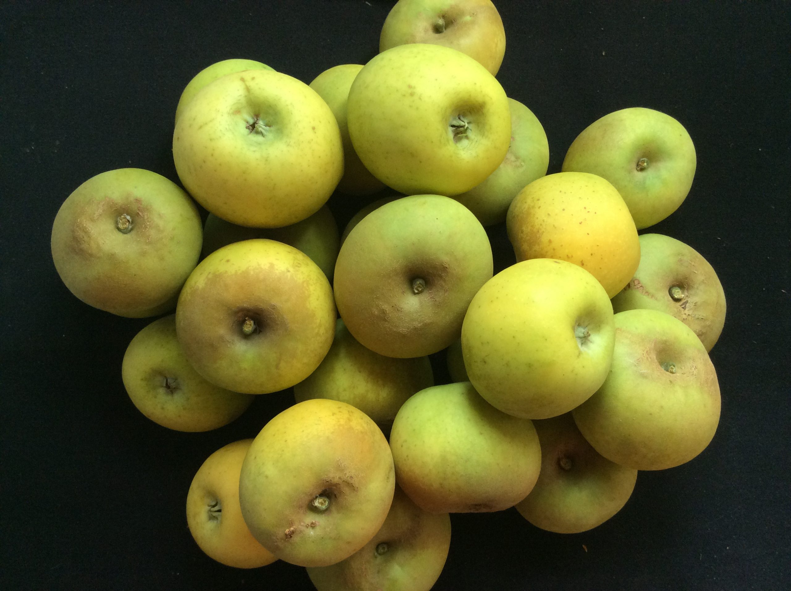 Claygate Pearmain photo credits: MORP Claygate Pearmain