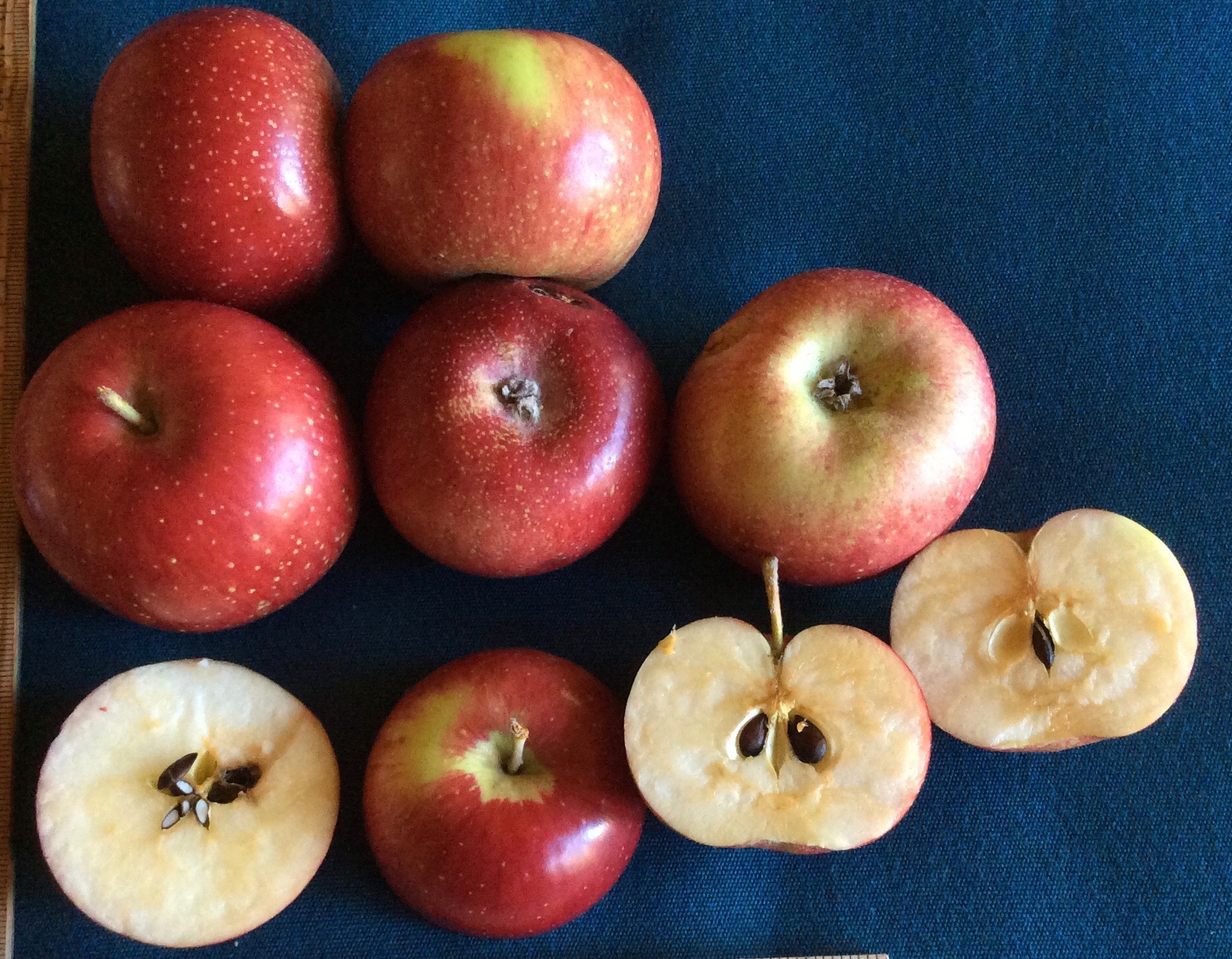 その他 sylver Apples SenatorOliver.jpg