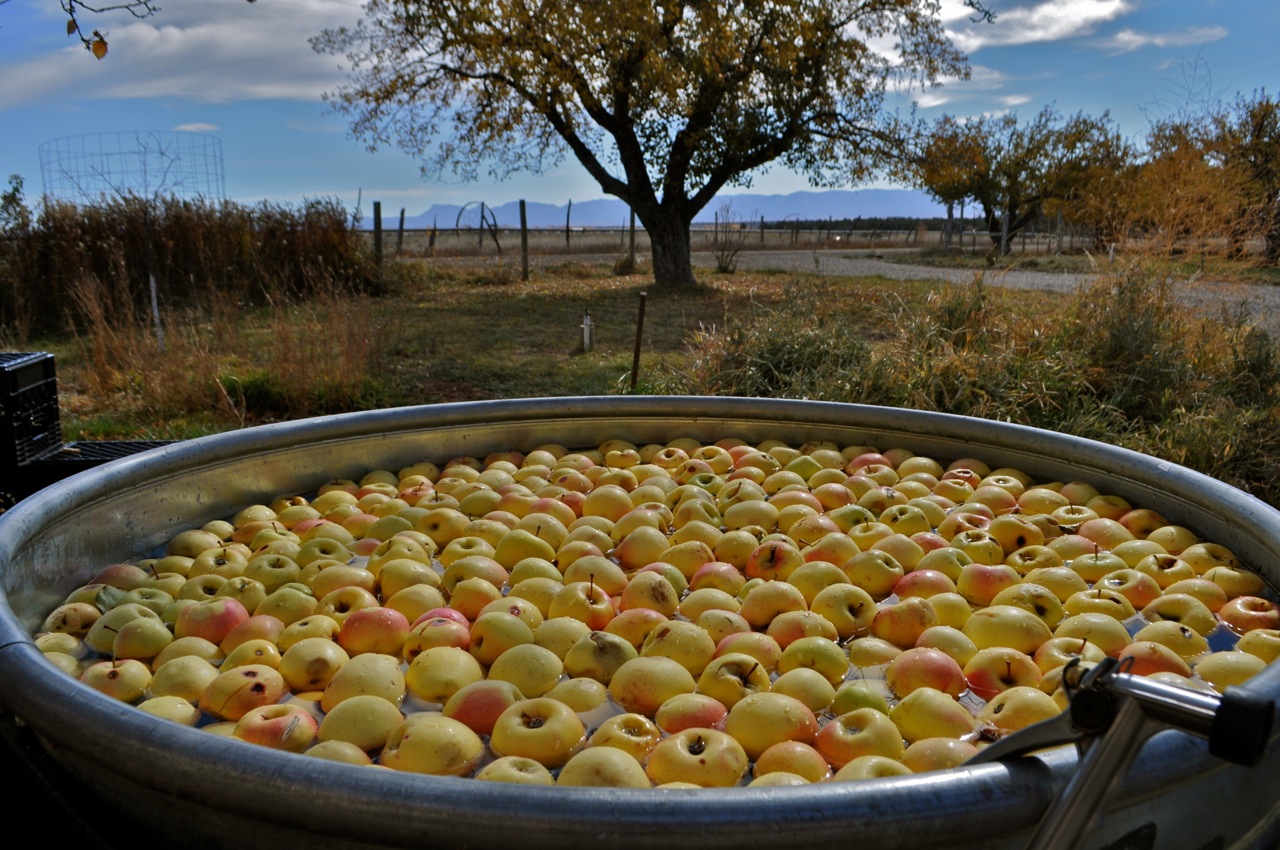 Golden Delicious photo of Golden Delicious