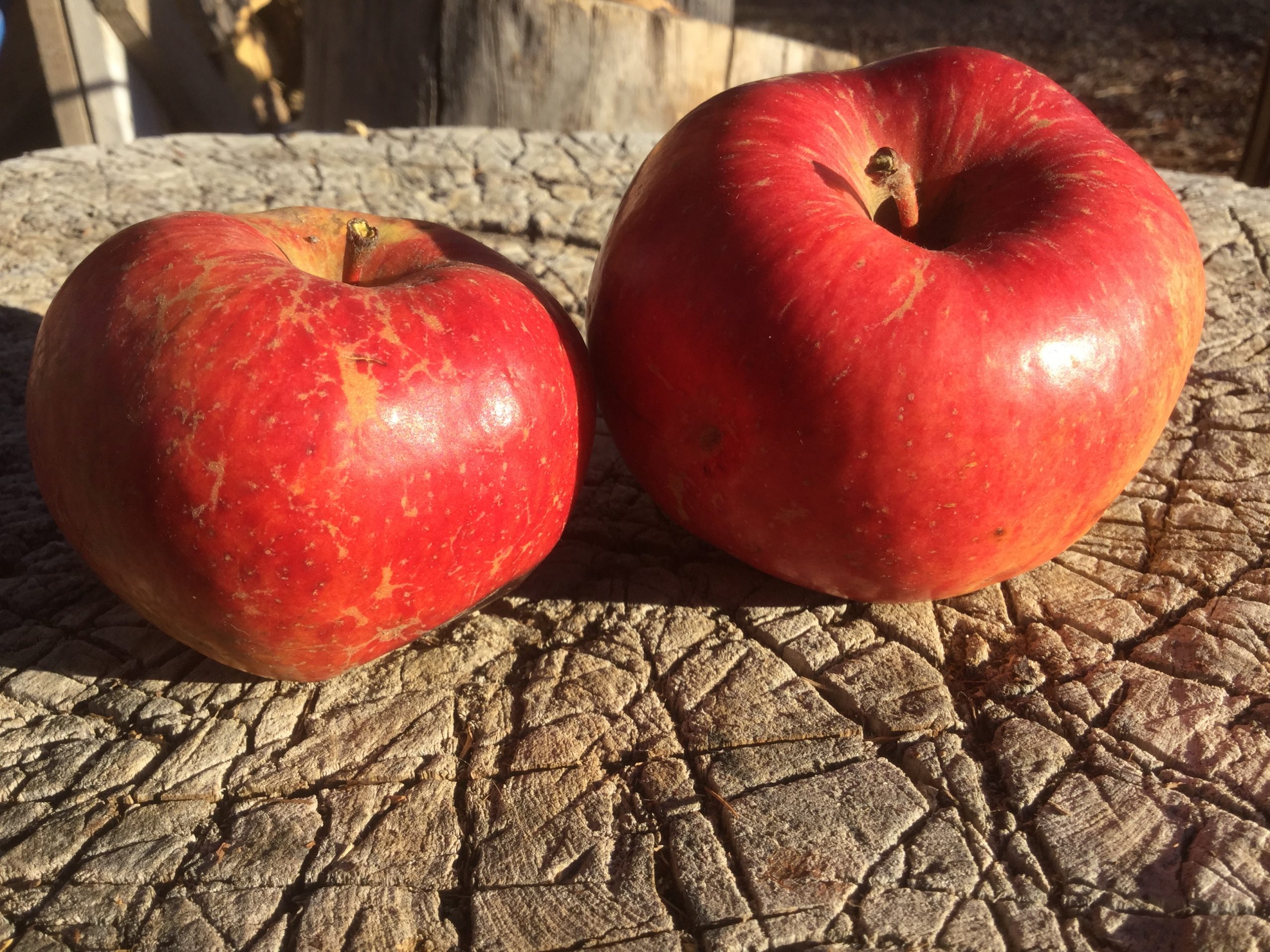 りんご　0617 Six Finger Jack – Montezuma Orchard Restoration Project