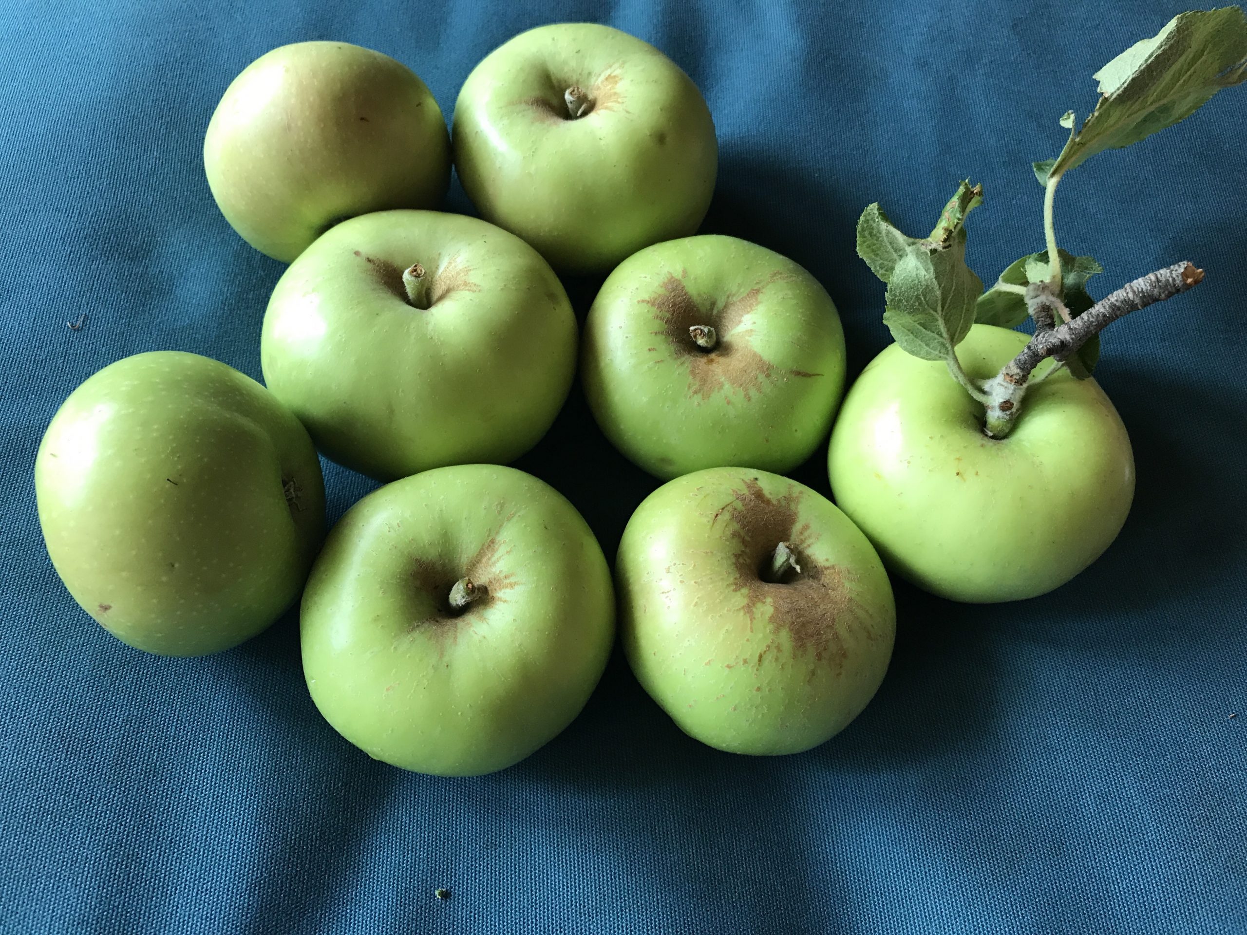unknown apple unknown apple