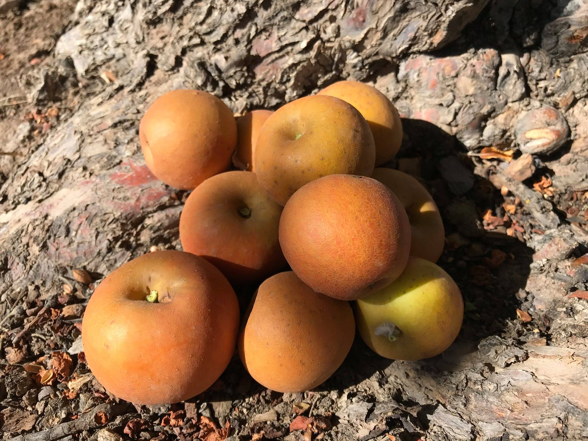 Colorado Russet photo of Colorado Russet apple