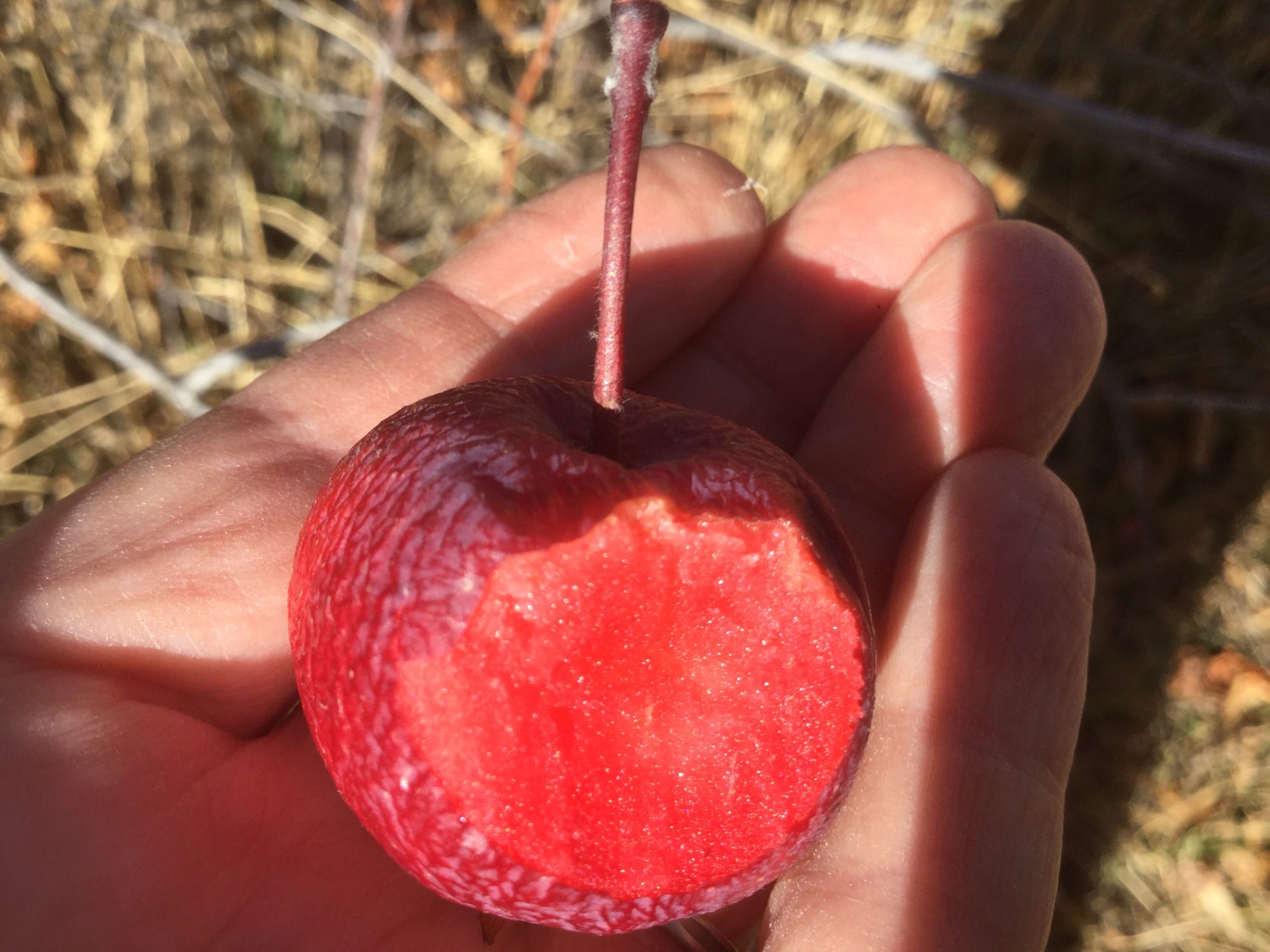 Dolores River Sorbet