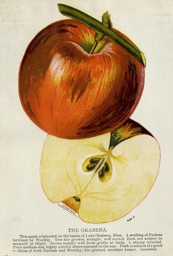 Okabena photo of Okabena apple