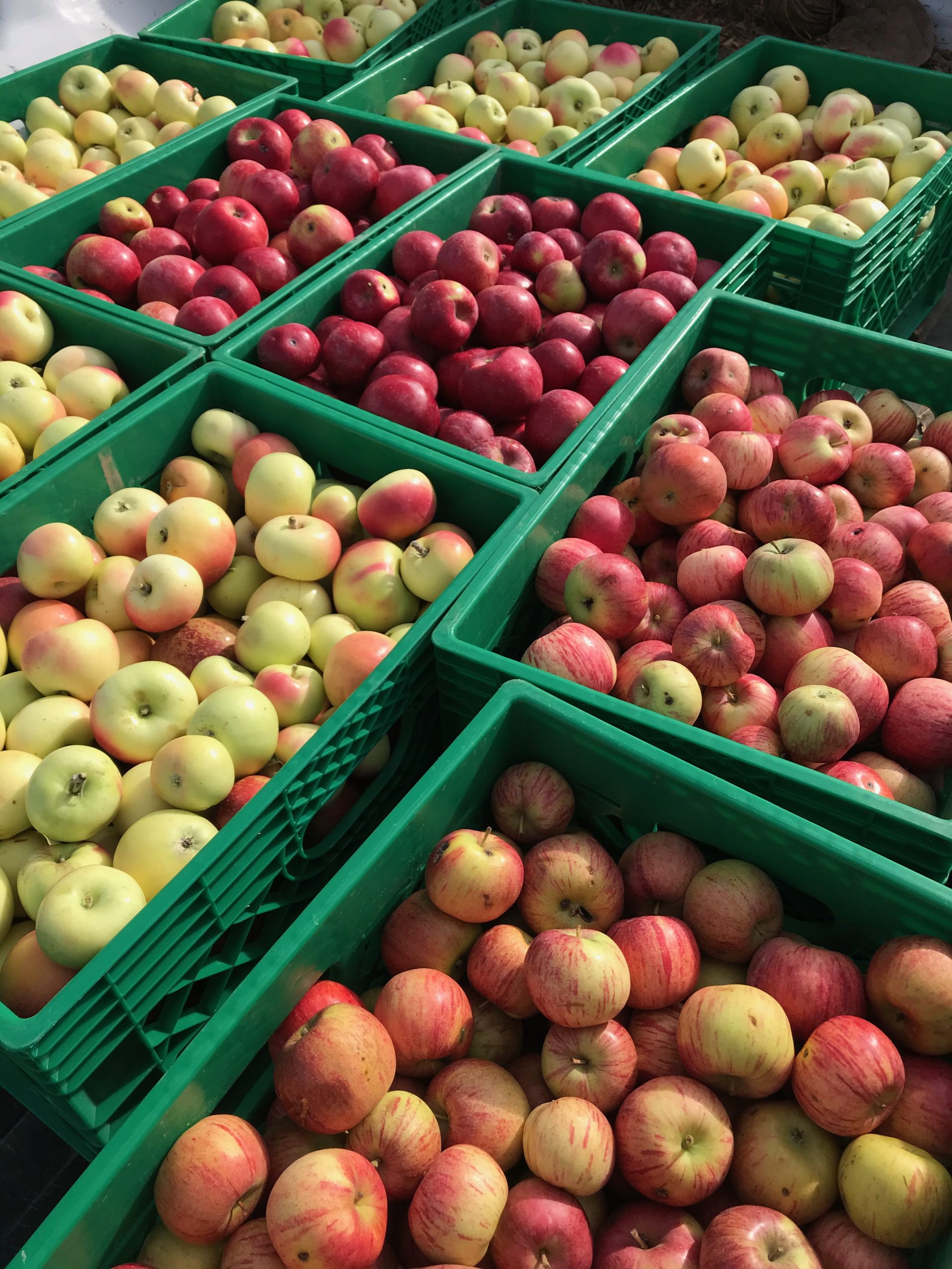 Harvest Lending Supplies – Montezuma Orchard Restoration Project