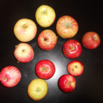 Cultivar Preservation Cultivar Preservation