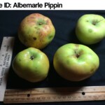 Newtown Pippin/Albemarle Newtown Pippin / Albemarle