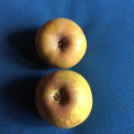 Ashmead's Kernel photo credits: MORP Ashmeads Kernel