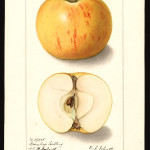 Bramley photo credits: USDA Pomological Watercolor Collection Bramley