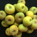 Claygate Pearmain photo credits: MORP Claygate Pearmain