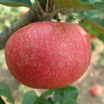 Early Joe photo credits: Salt Spring Apple Co Early Joe