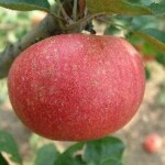 Early Joe photo credits: Salt Spring Apple Co Early Joe