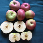 MacIntosh Red photo credits: MORP MacIntosh Red