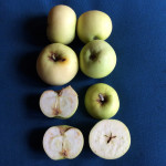 Northwest Greening photo credits: MORP Northwest Greening