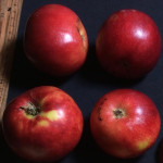 Paragon/Black Twig photo credits: MORP Paragon / Black Twig