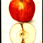 Pewaukee photo credits: USDA Pomological Watercolor Collection Pewaukee