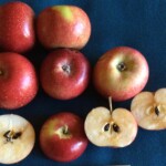 Senator/Oliver photo credits: MORP Senator / Oliver