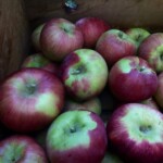 Snow/Fameuse photo of Snow/Fameuse apple