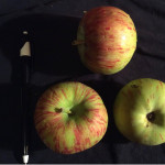 St. Lawrence photo of St. Lawrence