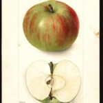 Summer Rambo photo credits: USDA Pomological Watercolor Collection Summer Rambo