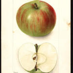 Summer Rambo photo credits: USDA Pomological Watercolor Collection Summer Rambo