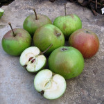 Vilberie photo credits: Real Cider Co, UK Vilberie