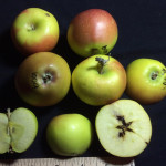 White Winter Pearmain photo credits: MORP White Winter Pearmain