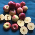 Whitney Crab photo credits: MORP Whitney Crab