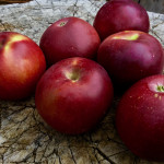 Arkansas Black Arkansas Black