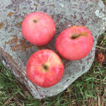 Bietigheimer photo credits: MORP Bietigheimer