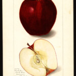 Black Ben Davis photo credit: USDA Pomological Watercolor Collection Black Ben Davis