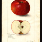 Cedar Hill Black photo credits: USDA Pomological Watercolor Collection Cedar Hill Black