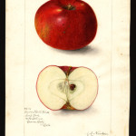 Cedar Hill Black photo credits: USDA Pomological Watercolor Collection Cedar Hill Black