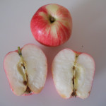 Chenango Strawberry photo credits: MORP Chenango Strawberry