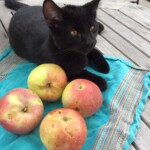 Deacon Jones photo credits: MORP Deacon Jones