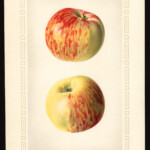 Duchess of Oldenburg photo credits: USDA Pomological Watercolor Collection Duchess of Oldenburg