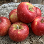 Esopus Spitzenburg photo credit: MORP Esopus Spitzenburg