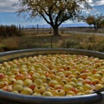 Golden Delicious photo of Golden Delicious
