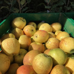 Hudsons Golden Gem photo credits: MORP Hudsons Golden Gem