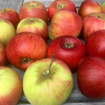 King of the Pippins photo credits: MORP King of the Pippins