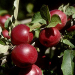 Kingston Black Kingston Black