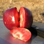 Niedwetskyana photo credits: Trees of Antiquity Niedzwetskyana