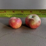 Pitts Bitter photo credits: Clear Fork Cider Pitts Bitter