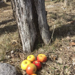 Prairie Spy Prairie Spy