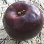 Purple Mountain Majesty photo credit: MORP Purple Mountain Majesty