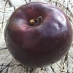 Purple Mountain Majesty photo credit: MORP Purple Mountain Majesty