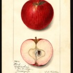 Red Astrachan Red Astrachan