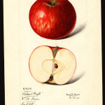 Richards Graft photo credits: USDA Pomological Watercolor Collection Richards Graft